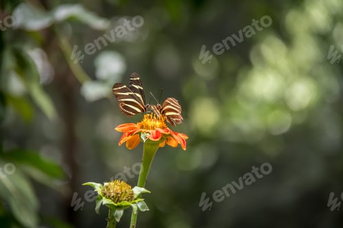 Preview: Pair of zebra longwings butterflies on a orange flower