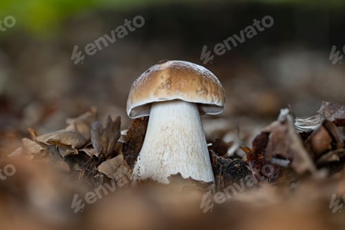 Preview: Closeup of a fresh boletus edulis porcini mushroom
