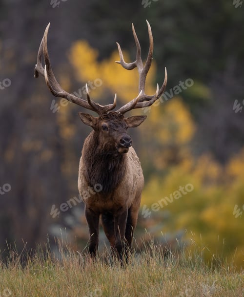 Preview: Bull Elk Rut in the Rocky Mountains