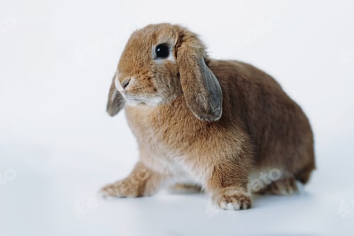 Preview: funnyred rabbit with its ears down isolated on white background