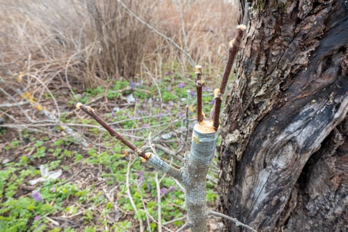 Preview: grafted fruit tree in an orchard