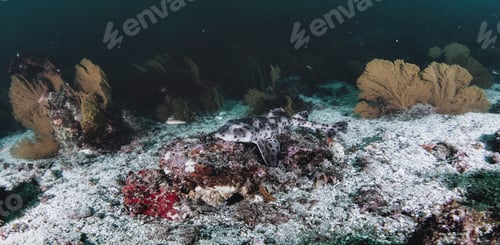 Preview: Walking shark (Heterodontus quoyi) swimming in tropical underwaters.