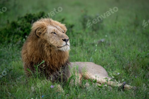 Preview: A portrait of a male lion, Panthera leo, lying in grass, side profile.