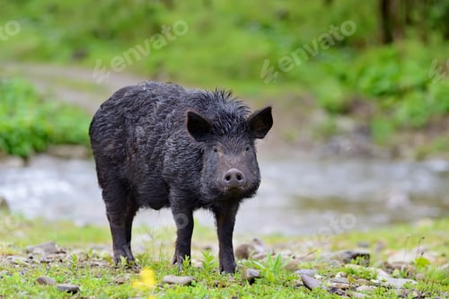 Preview: Wild boar on the forest