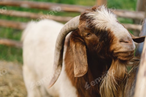Preview: Beautiful Boer goats on the farm. Animals on farming, agriculture