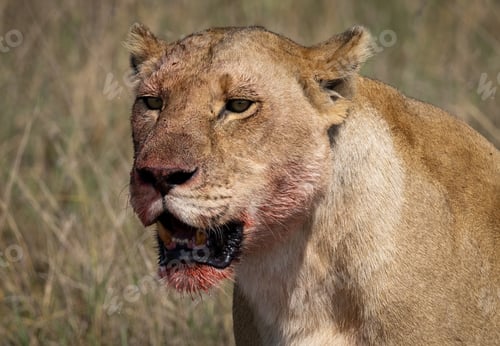 Preview: A Lion in Africa
