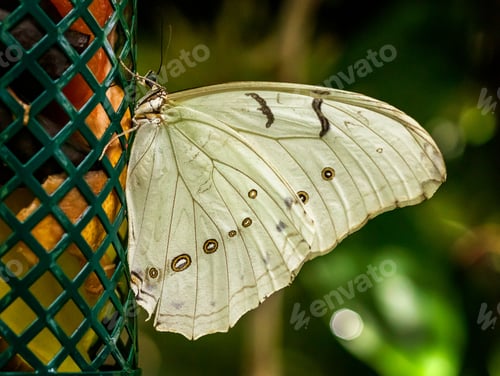 Preview: Closeup shot of a vibrant butterfly perched on a bird feeder.