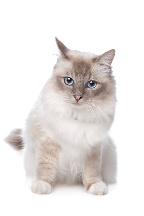 Preview: Sacred Birman