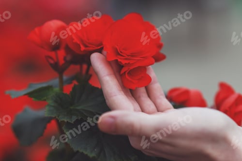Preview: Hands and plants