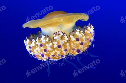Preview: jellyfish, underwater, undersea