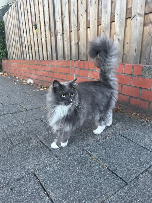 Preview: Cute fluffy grey cat near wooden fence outdoors