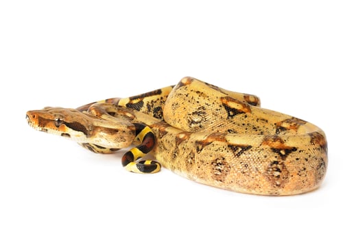 Preview: Red-tailed Boa