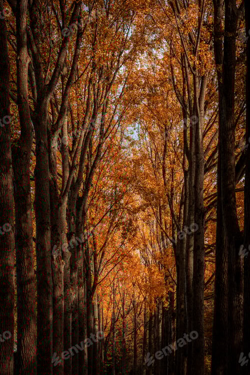 Preview: Sunlight and autumn foliage. Fall park forest. Leaf covered scenic lane in woods. Tree-lined road.