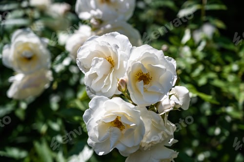 Preview: Closeup of rosa climbing icebergs surrounded by greenery in a field under the sunlight