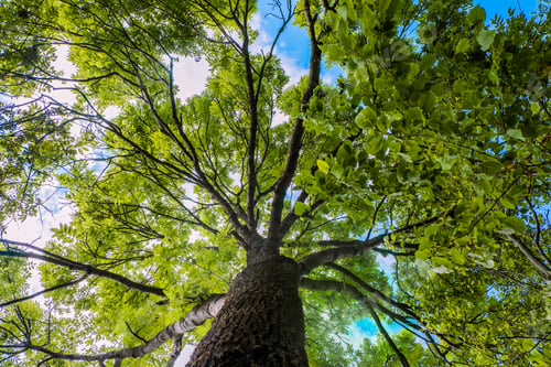 Preview: Low angle shot of blooming tree in Sharr mountain
