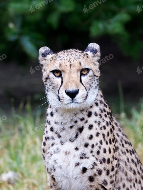Preview: Cheetah in the glade