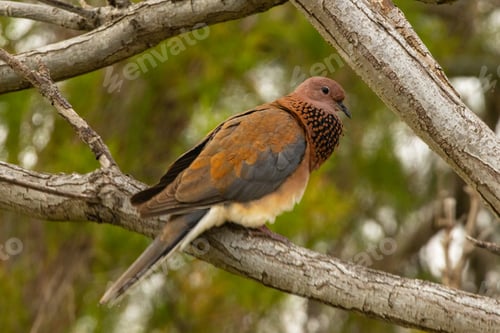 Preview: A bird of Streptopelia Senegalensis against the backdrop of green leaves