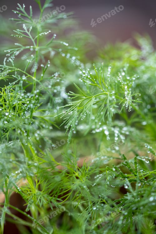 Preview: Closeup of fresh dill with water drops after spraying. Greens on terrace. Home grown organic herbs.