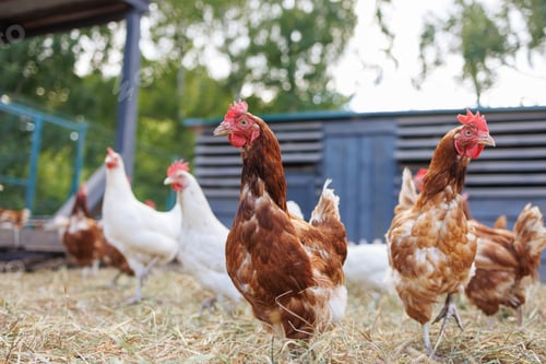 Preview: Free-range chickens on a farm at sunrise, organic poultry in a natural rural setting
