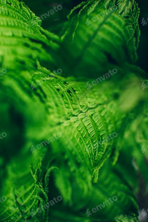 Vista previa: Close up of beautiful fresh green fern leaves natural floral background.
