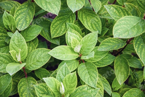 Vista previa: Hydrangea paniculata, Panicle hydrangea green leaves in spring, no flowers