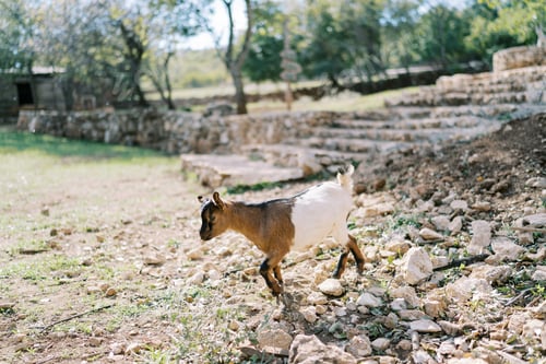 Preview: White and brown goatling walks down a rocky hill near the steps in a park