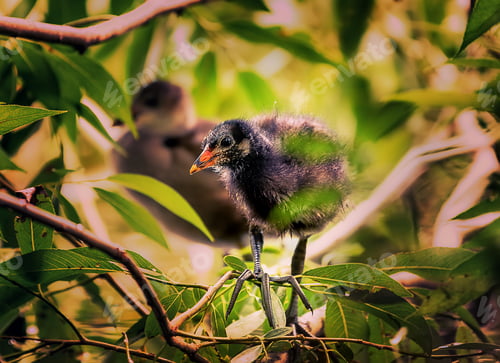 Preview: Nestling of common moorhen, also known as swamp chicken, relax on the tree. Sunny day on the pond