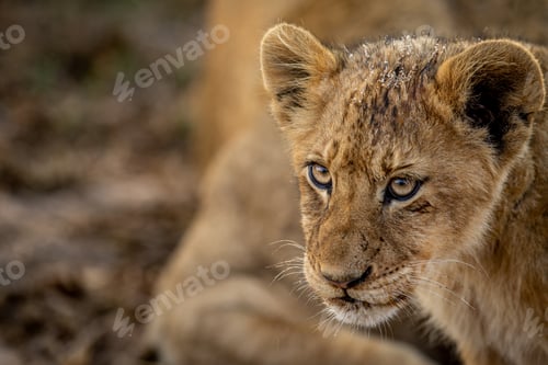 Preview: Close up of a Lion cub's face.