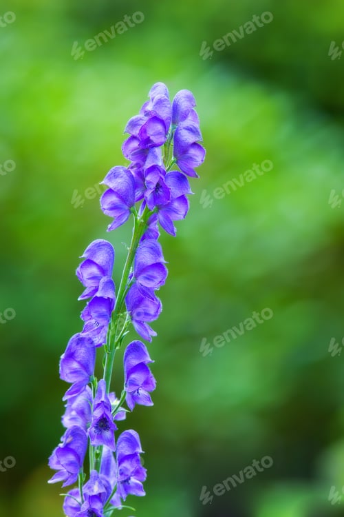 Preview: Colorful foxgloves - digitalis purpurea