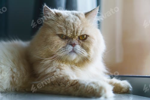Preview: Persian kitten in front of background