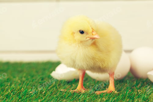Preview: Little chicken on the grass