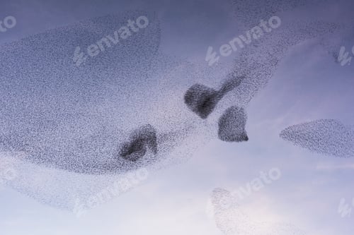 Preview: Starling murmuretions