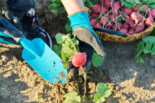 Preview: Close-up of farmers hands picking radishes in basket