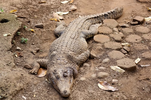 Preview: Crocodile