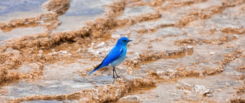 Preview: Small Colorful Bird at Hot Spring Landscape with unique ground formation.