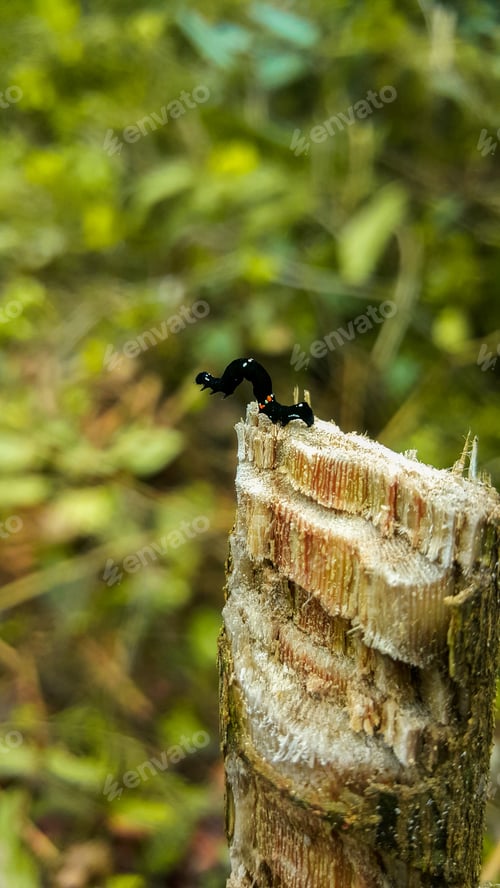 Preview: A black bug is sitting on a tree stump