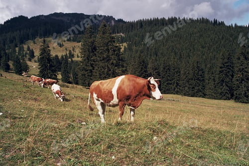 Preview: Wide shot of white and brown cows pasturing in a field surrounded by beautiful trees and mountains