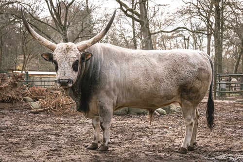 Preview: A beautiful horned animal similar to a cow.