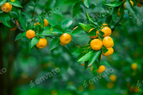Preview: Mandarins ripened on the green tree branch in orchard