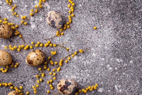 Preview: Quail eggs and mimosa flowers