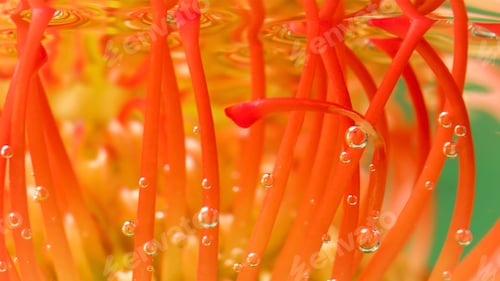 Preview: Close up of unusual bright orange flower bud in transparent calm water. Stock footage. Concept of