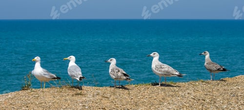 Preview: Seagulls