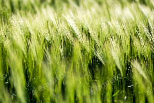 Preview: Barley green fields
