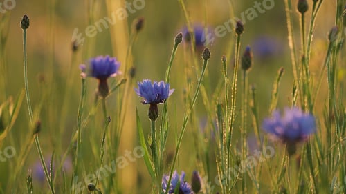 Preview: Centaurea cyanus, commonly known as cornflower or bachelor's button, is an annual flowering