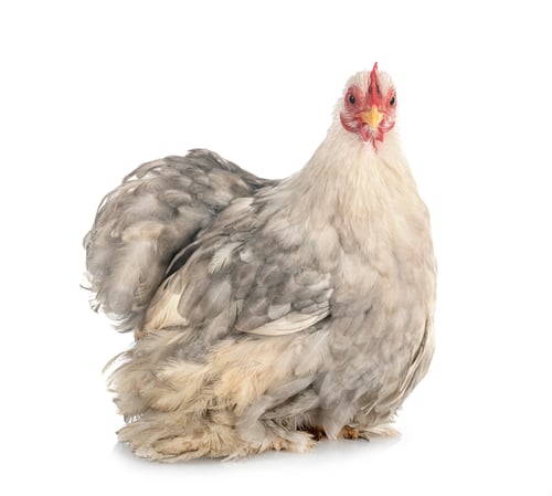 Preview: Pekin Bantam in studio