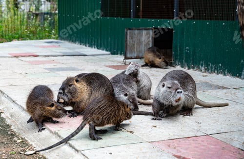 Preview: Group of Nutria Rodents in Enclosure at Zoo.