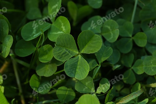 Preview: Closeup view of beautiful green clover leaves