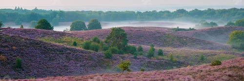 Preview: Posbank National park Veluwe, purple pink heather in bloom, blooming heater on the Veluwe