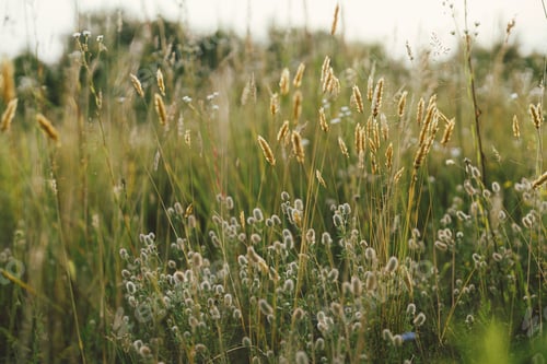 Preview: Wild herbs in summer meadow. Fluffy Rabbit foot clover in grasslands in evening countryside