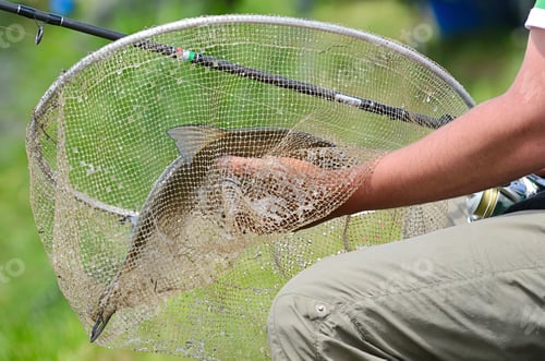 Preview: Big bream in net